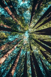 trees 684x1024 1