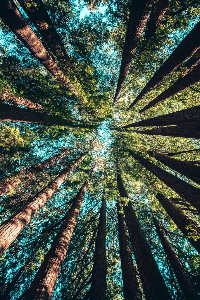 trees 684x1024 1
