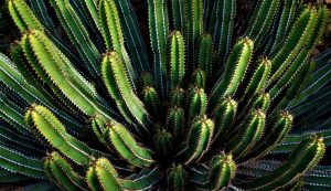 biodiversity