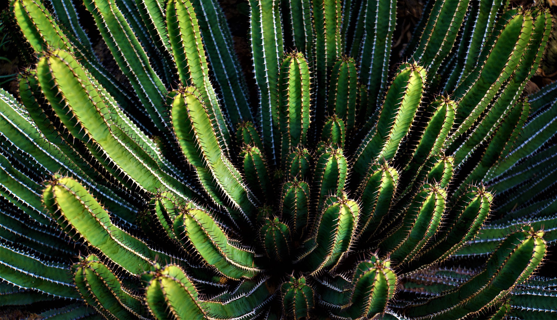 biodiversity