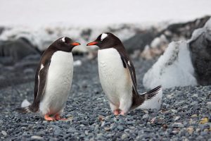 penguin isolation scaled