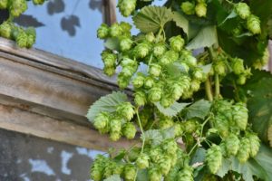 hop harvest g2a7c20c9c 1920