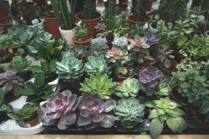succulents scaled