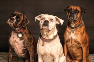 Breeds dialects scaled
