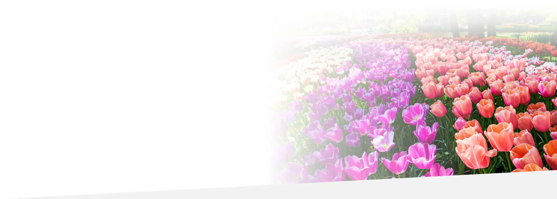 dutch translation services